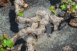 Famous vineyards of La Geria on volcanic soil, Lanzarote