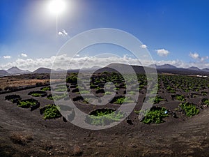 Famous vineyards of La Geria on volcanic soil Lanzarote Island