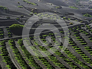 Famous vineyards of La Geria on volcanic soil Lanzarote Island