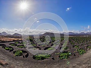 famous vineyards of La Geria on volcanic soil in Lanzarote Island, Canary islands, Spain