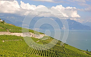 Famous vineyards in Lavaux region, Switzerla