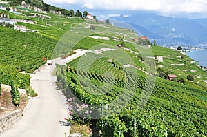 Famous vineyards in Lavaux region, Switzerland