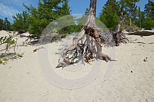 Famous walking trees in Sandy Bay on the coast of Lake Baikal.