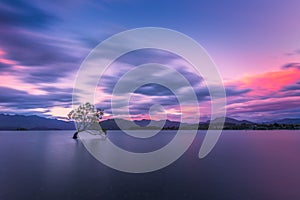 Famous `That Wanaka Three` in New Zealand in the gusty evening wind under pinky sunset sky