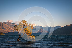Famous That Wanaka Three in New Zealand in the gusty wind of the morning Golden hour photo