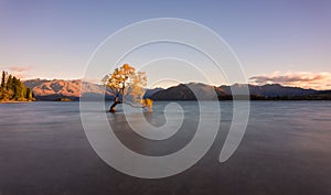 Famous That Wanaka Three in New Zealand in the gusty wind of the morning Golden hour, long exposure