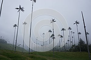 The famous wax palm trees of the Cocora Valley, Valle de Cocora on a foggy day, Eje Cafetero, Salento, Colombia photo