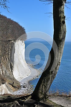 Famous white cliffs in Jasmund National Park