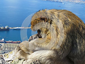 Famous wild Barbary macaques family that are relaxing in Gibraltar Rock