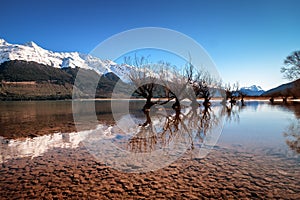 Famous willow tree row in Glenorchy, South Island, New Zealand