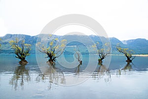 The Famous Willow Trees of Glenorchy