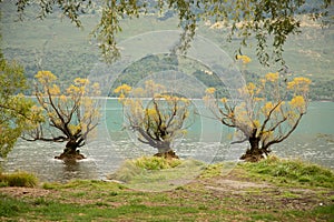 The Famous Willow Trees of Glenorchy