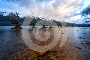 Cold cloudy sunrise at the famous willow tree row in Glenorchy, South Island, New Zealand.