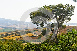 Famous winding road in Val d'Orcia