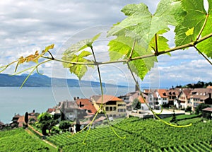 Famouse vineyards in Lavaux