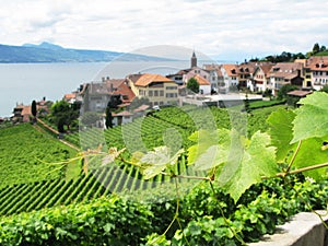 Famouse vineyards in Lavaux