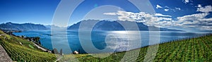 Famouse vineyards in Montreux against Geneva lake.