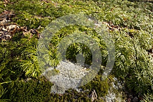 Fan clubmoss at Case Mountain in Manchester, Connecticut.