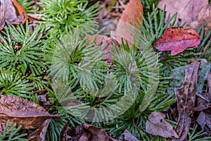 Fan Clubmoss with fallen leaves closeup