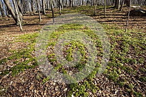 Fan clubmoss population at Case Mountain in Manchester, Connecticut.