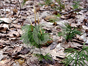 A fan clubmoss with spore forming strobili growing on a forest floor.