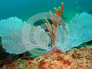 Fan Coral