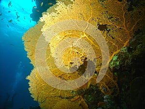 Fan Coral