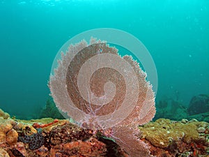 Fan Coral