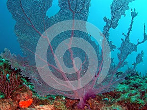 Fan Coral