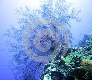 Fan coral