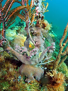 Fan Coral Base