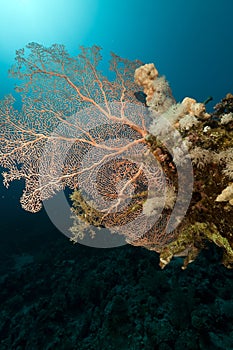 Fan coral and fish in the Red Sea.