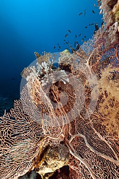 Fan coral and fish in the Red Sea.