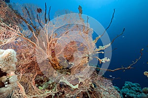 Fan coral and fish in the Red Sea.