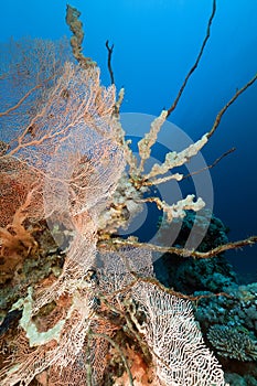 Fan coral and fish in the Red Sea.