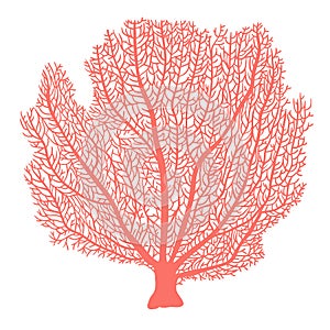 Fan coral hand drawn illustration photo