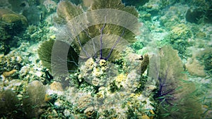 Fan coral
