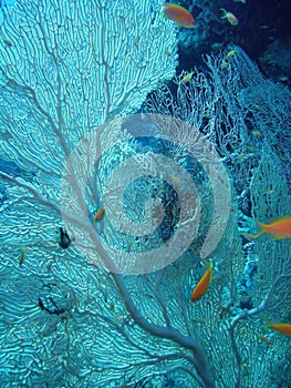 Fan coral in the Red Sea