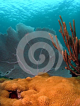 Fan Coral and Sea Rod