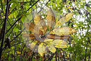 Fan of dry leaves on the tip of a branch photo