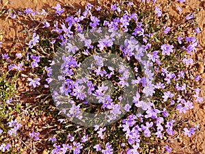 Fan flower native to Kangaroo island