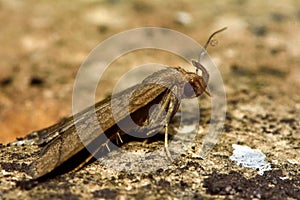 The fan-foot moth (Herminia tarsipennalis) in profile