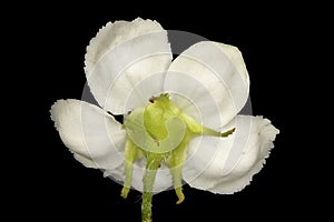 Fan-Leaved Hawthorn (Crataegus flabellata). Flower Closeup