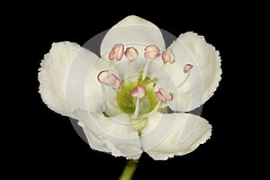 Fan-Leaved Hawthorn (Crataegus flabellata). Flower Closeup