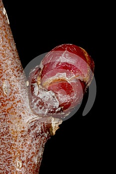 Fan-Leaved Hawthorn (Crataegus flabellata). Lateral Bud Closeup