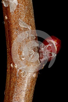 Fan-Leaved Hawthorn (Crataegus flabellata). Lateral Bud Closeup