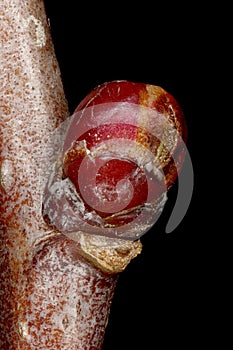 Fan-Leaved Hawthorn (Crataegus flabellata). Lateral Bud Closeup