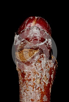 Fan-Leaved Hawthorn (Crataegus flabellata). Terminal Bud Closeup