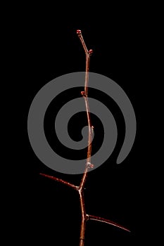 Fan-Leaved Hawthorn (Crataegus flabellata). Wintering Twig Closeup