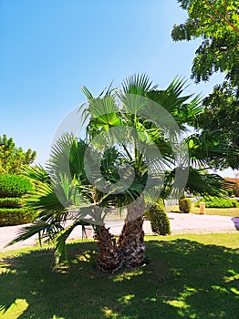 Fan-leaved palm with two trunks in tropical garden at beach hotel resort